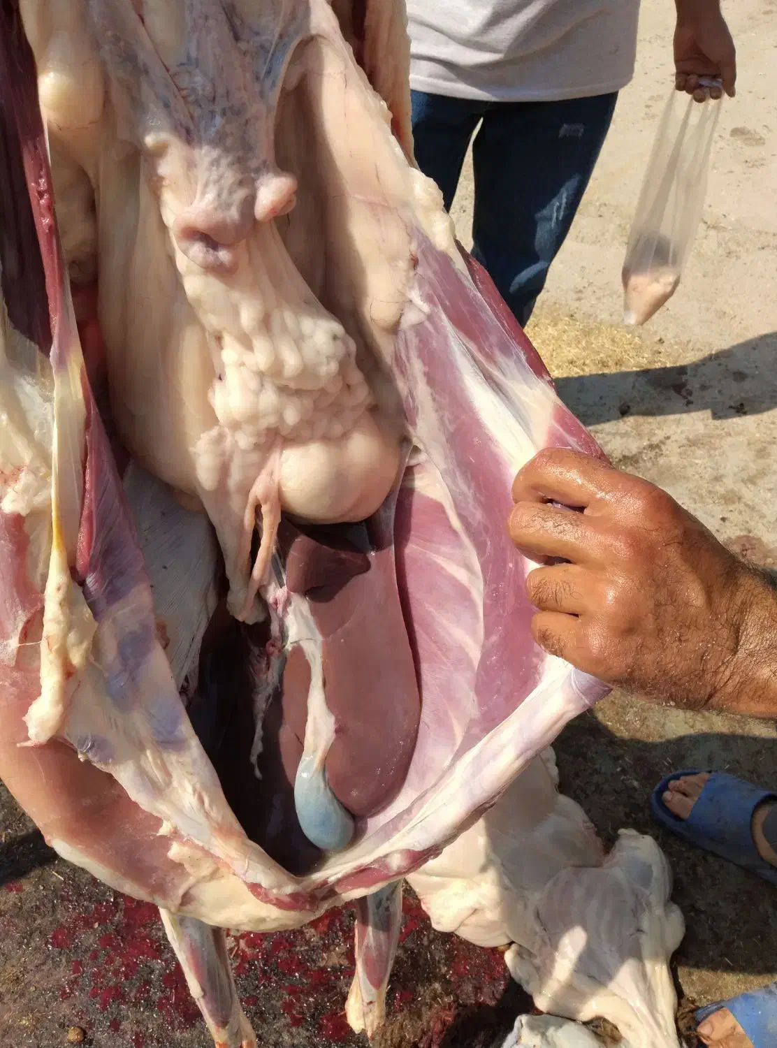 بره،شیشک،قوچ|حیوانات مزرعه|جوادآباد, |دیوار