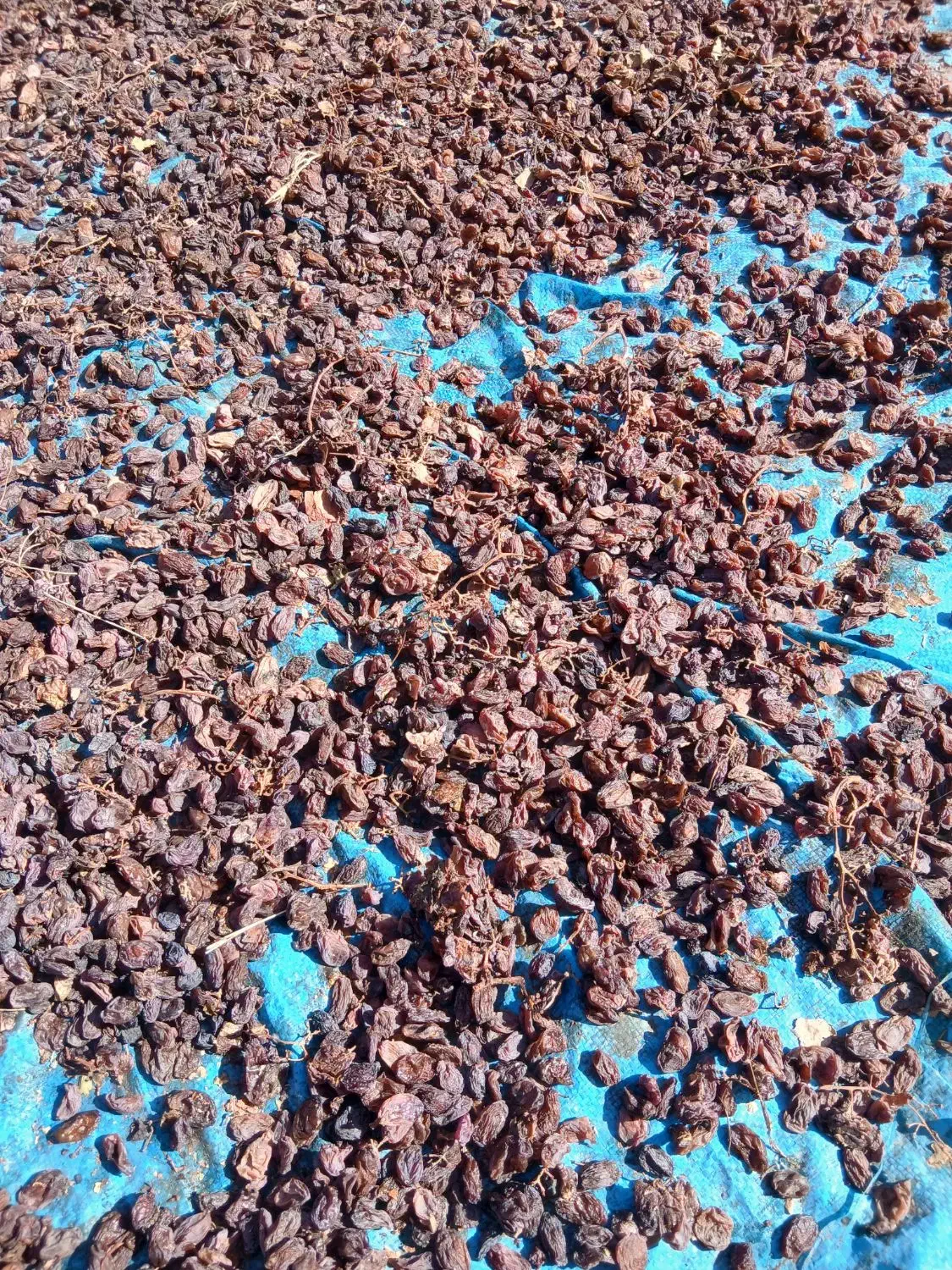 کشمش مویز،بیدانه،یاقوتی|خوردنی و آشامیدنی|زرندیه, |دیوار