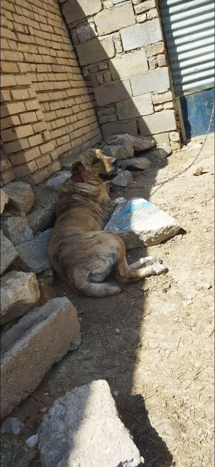 ماده رخ|سگ|کبودرآهنگ, |دیوار