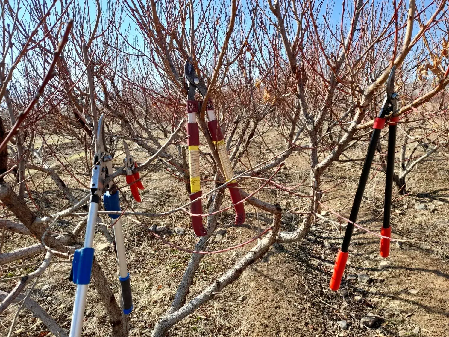 هرس حرفه ای|خدمات باغبانی و درختکاری|قره چای, |دیوار