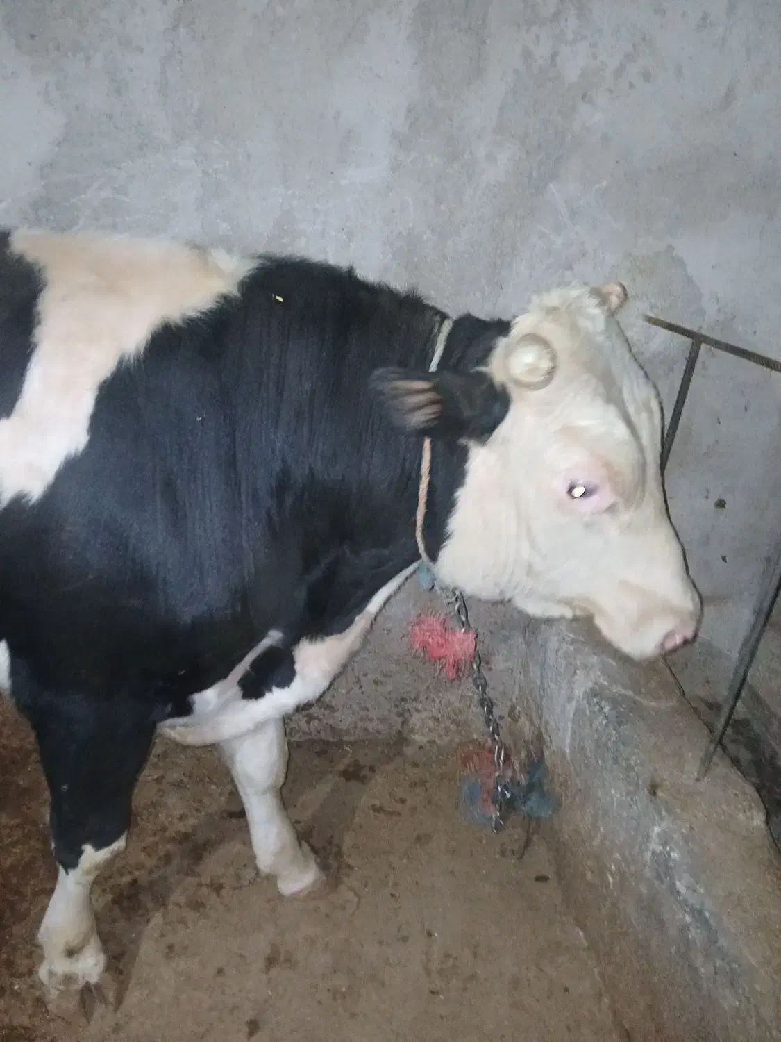 گوساله نر سیمینتال چاق و کشتاری|حیوانات مزرعه|خرمدره, |دیوار