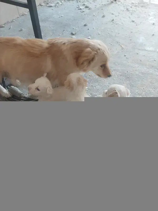 فروش سگ|سگ|شیراز, شهرک بهار|دیوار