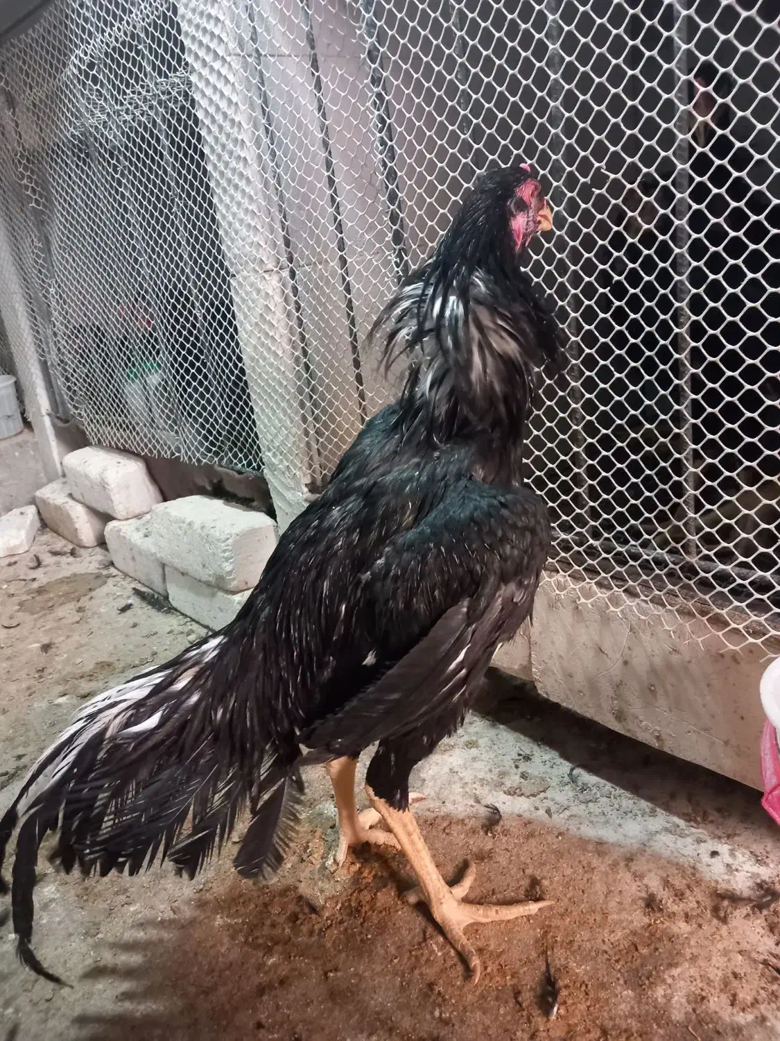 چند عدد خروس لاری|حیوانات مزرعه|میاندوآب, |دیوار