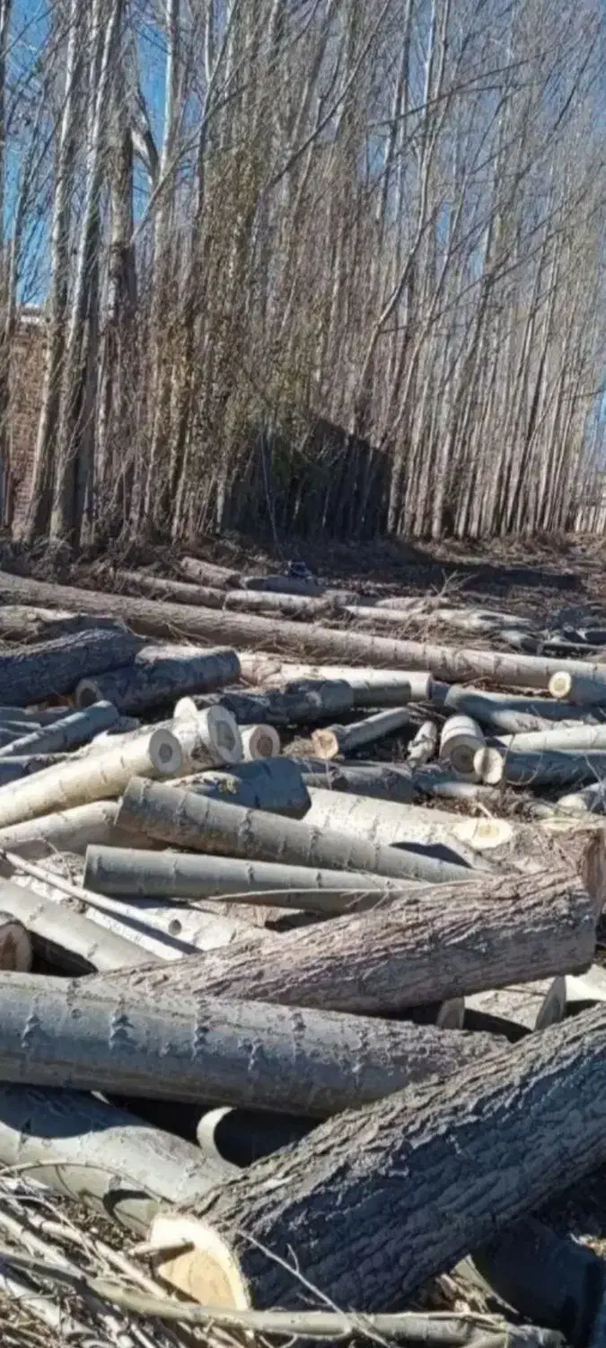 خرید وبرش دست مزد انواع درخت وچوب صنوبر بید و میوه|خدمات باغبانی و درختکاری|اهر, |دیوار