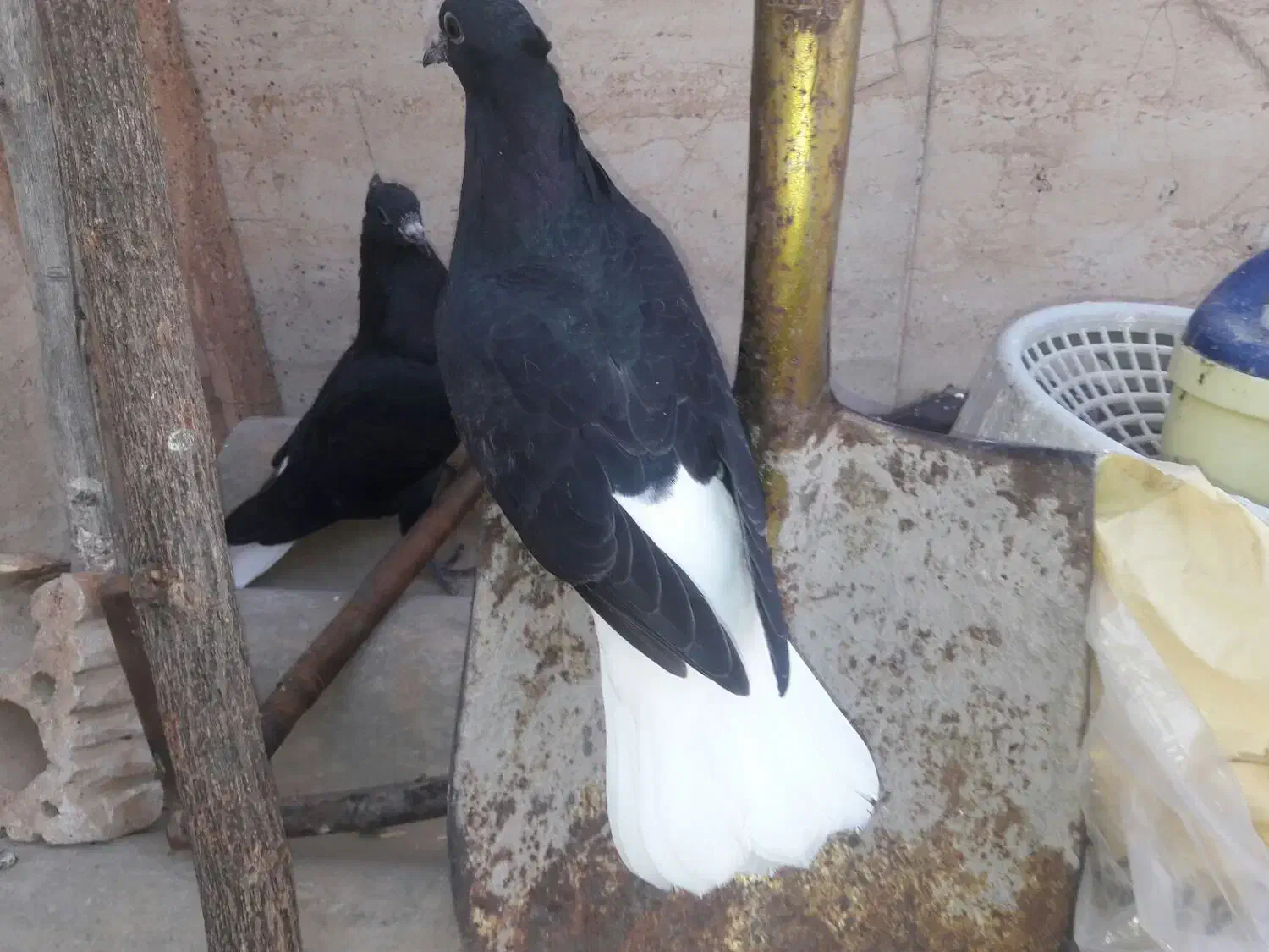 جفت جوجه سیاه دم سفید.جوجه طوق زرد نر|پرنده|بهبهان, |دیوار