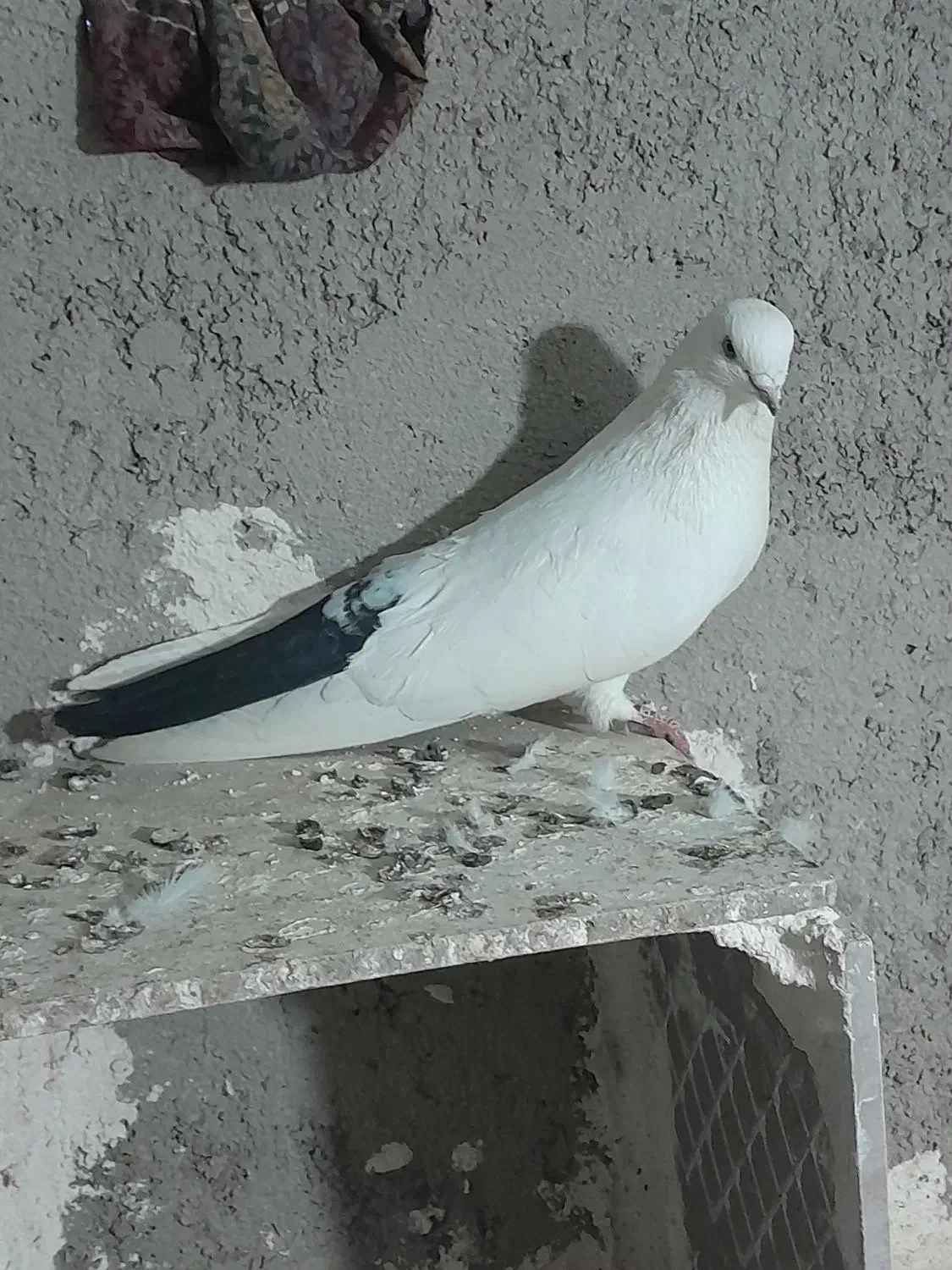کبوتر طوقی|پرنده|اردبیل, |دیوار
