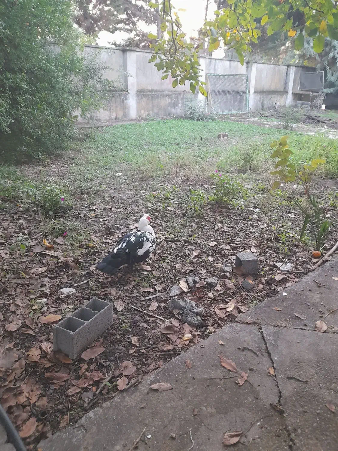 اردک نر روسی|حیوانات مزرعه|ساری, |دیوار