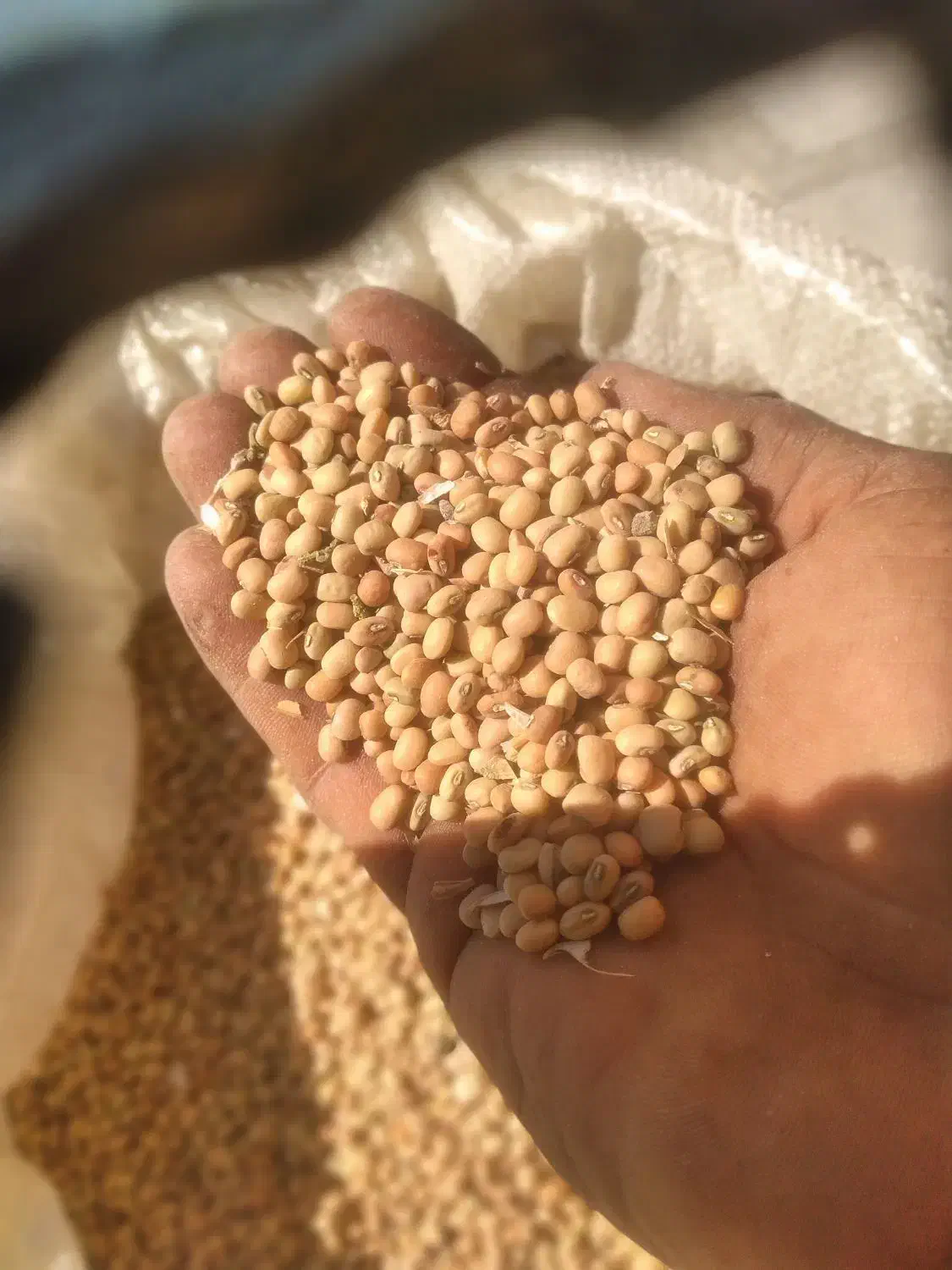 فروش لوبیای محلی|خوردنی و آشامیدنی|حور, |دیوار