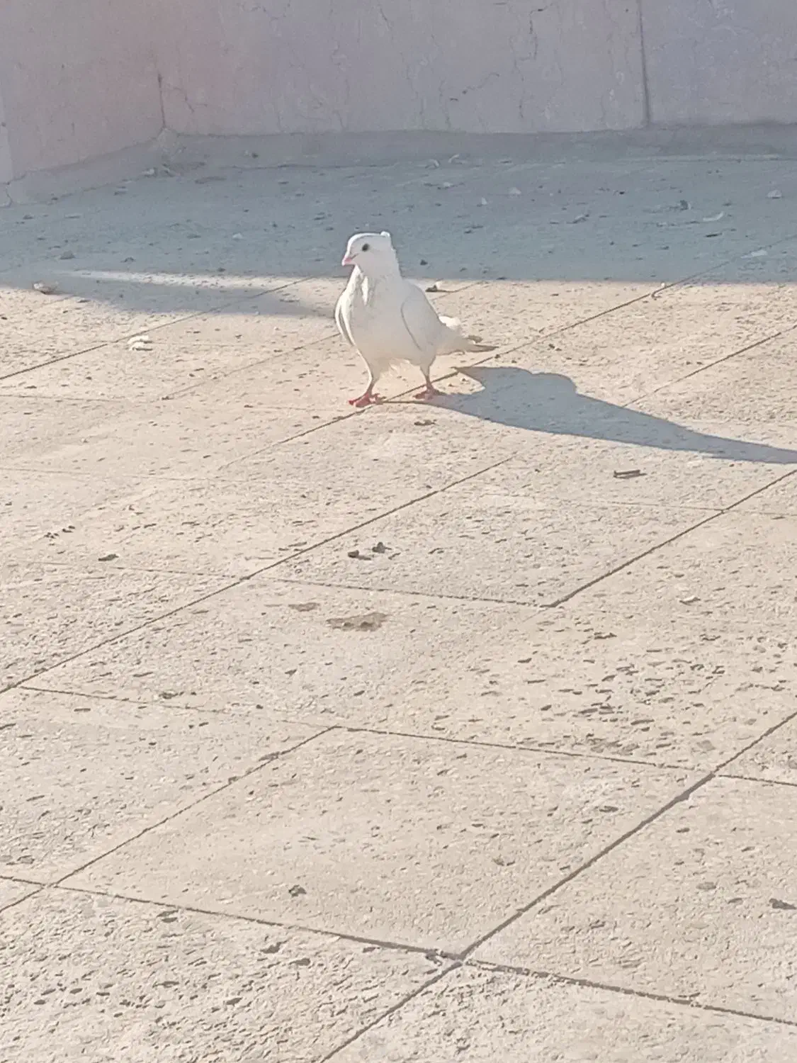 کبوترسینه فری نر|پرنده|کهریزک, |دیوار