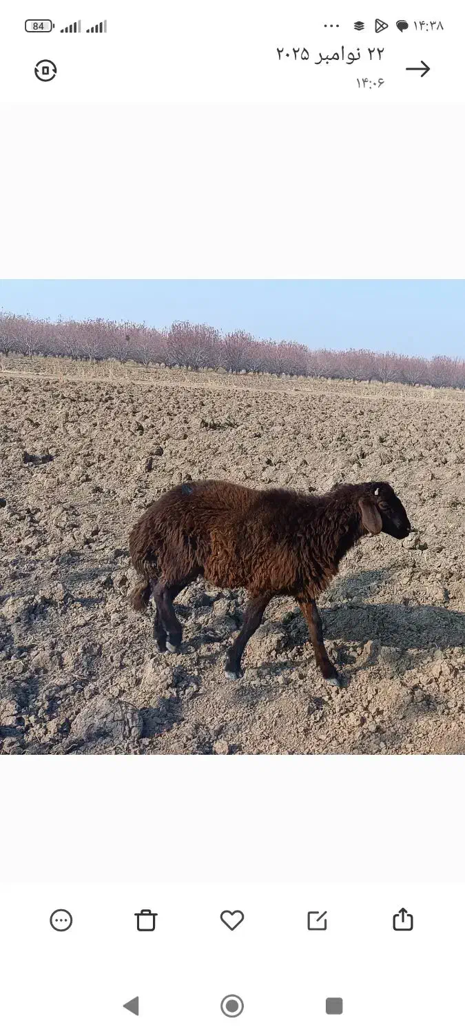 دو عدد بره یکی نر ویکی ماده|حیوانات مزرعه|نقده, |دیوار