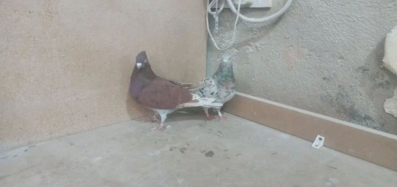 سرور|پرنده|لالجین, |دیوار