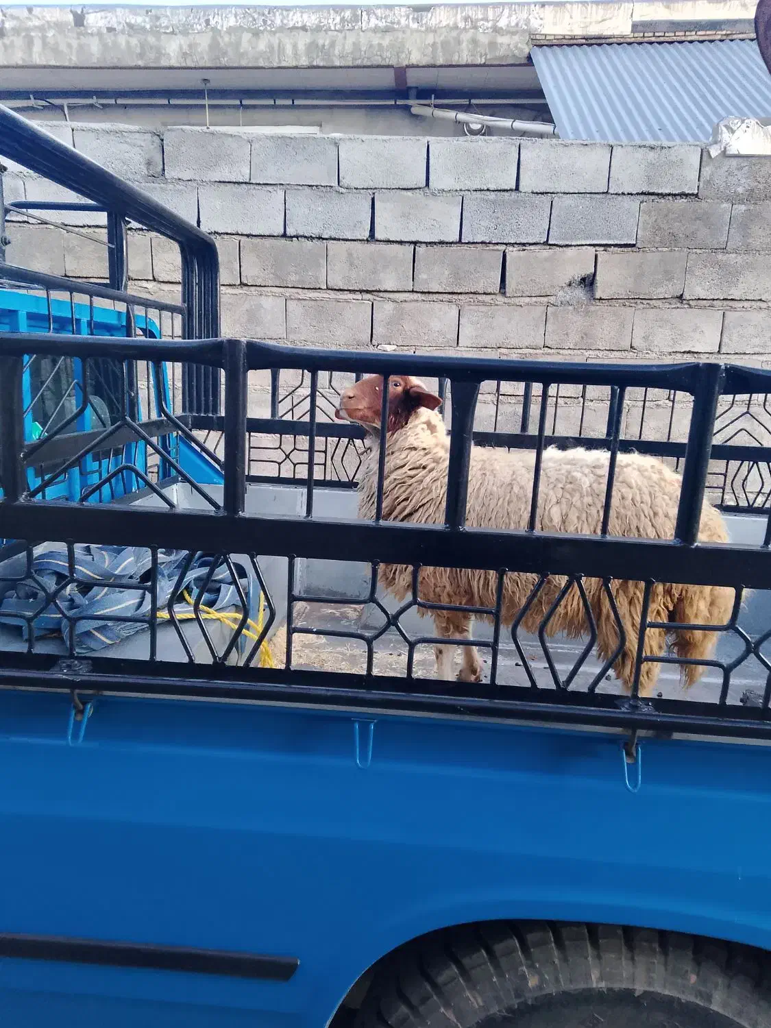 بره|حیوانات مزرعه|گوآور, |دیوار