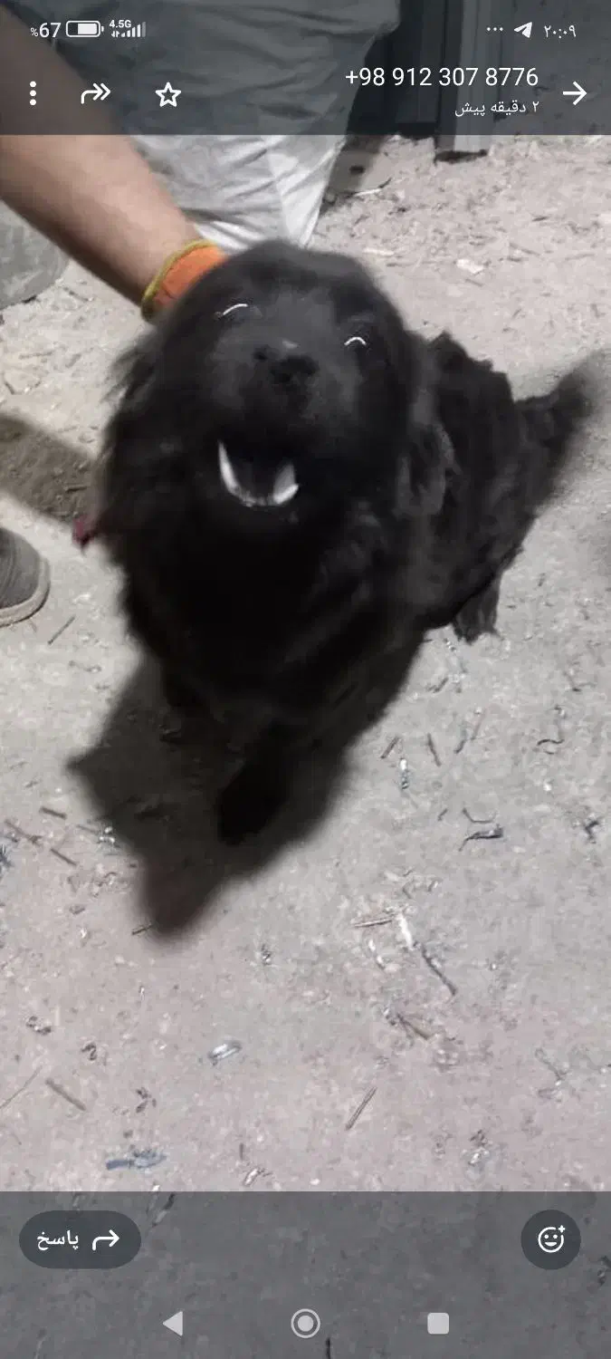 سگ پامر روباهی|سگ|باقرشهر, |دیوار