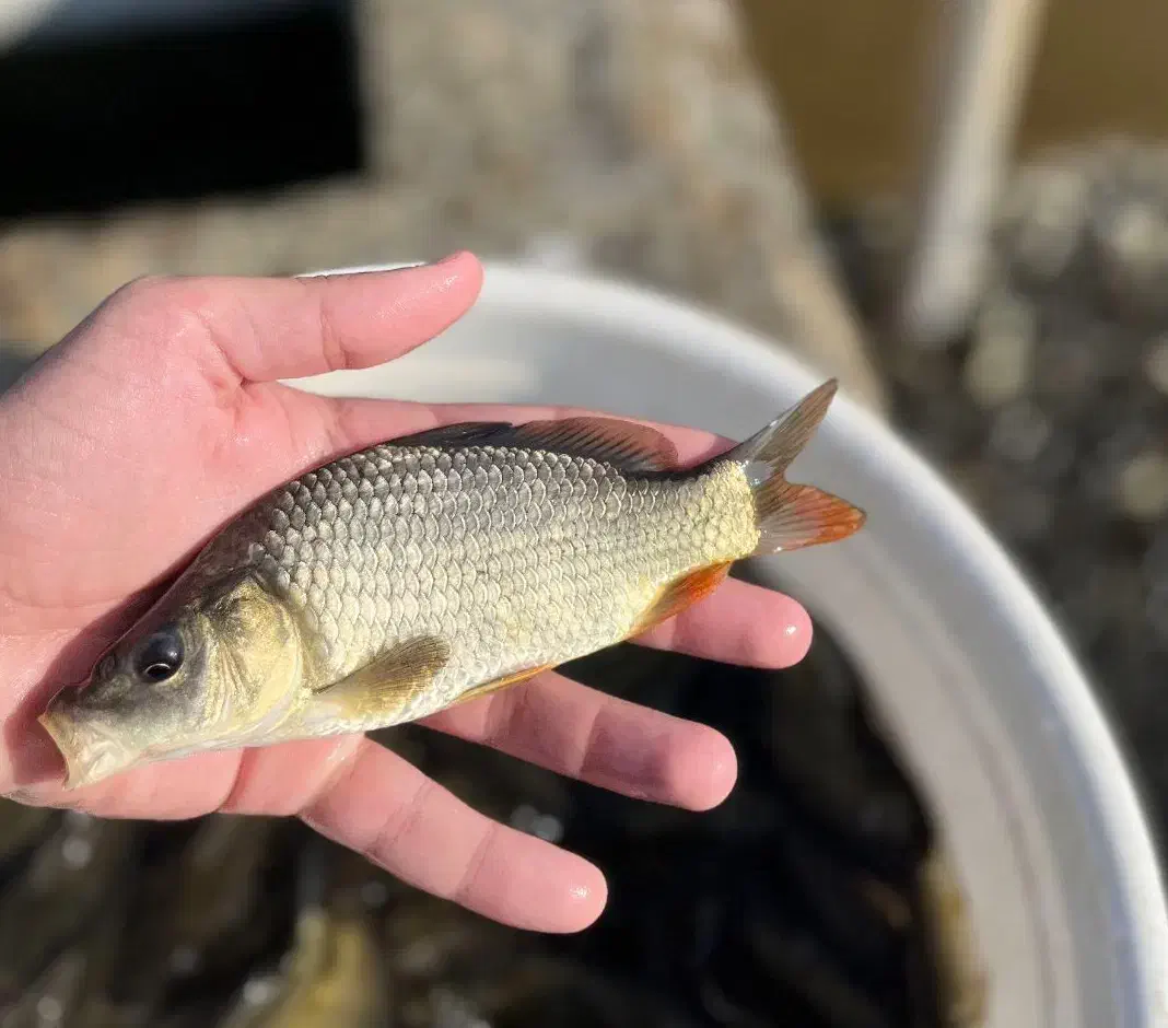 بچه ماهی کپور نصف کف دست|ماهی|مشهد, انقلاب|دیوار