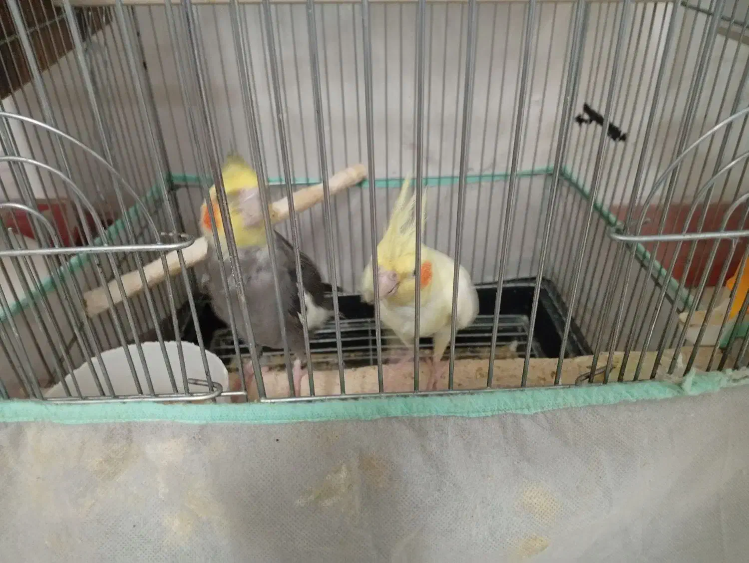 دوجفت عروس هلندی|پرنده|یزد, |دیوار