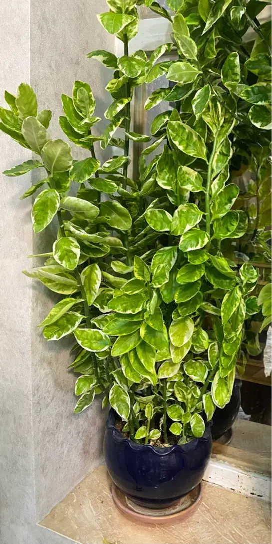 گل پدیلانتوس و زاموفیلیا|گل و گیاه طبیعی|صدرا-فارس, فاز ۲|دیوار