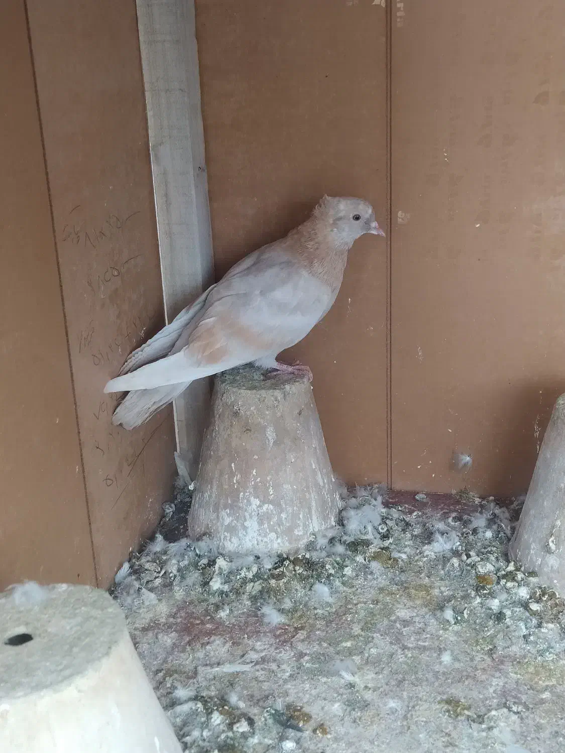 ۴ عدد کبوتر|پرنده|تبریز, |دیوار