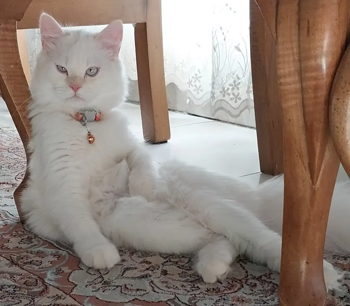 گربه نر میکس پرشین و اسکاتیش ، شناسنامه دار|گربه|تهران, شهرک هما|دیوار