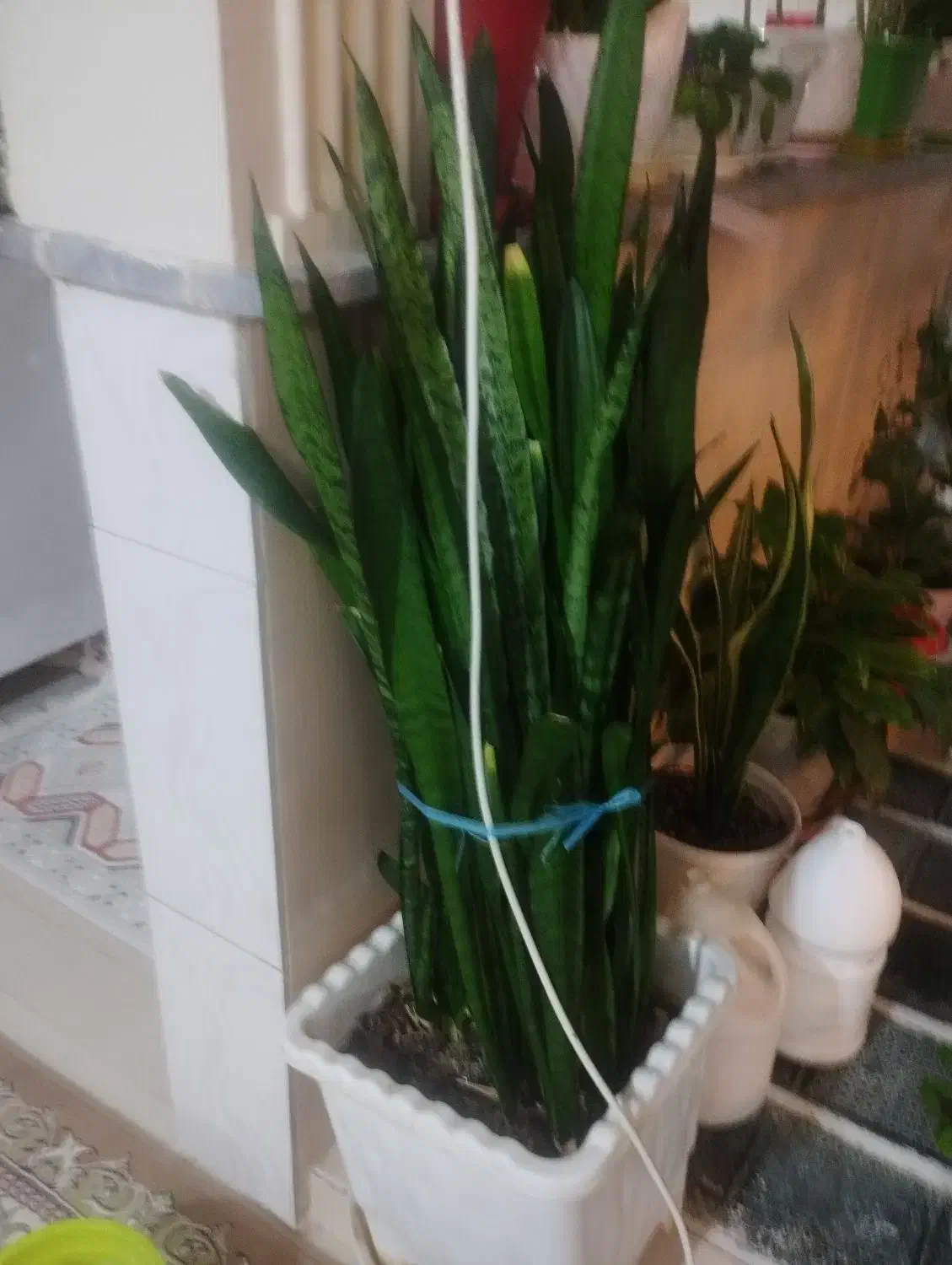 گل طبیعی بسیار سرحال و زیبا|گل و گیاه طبیعی|شازند, |دیوار