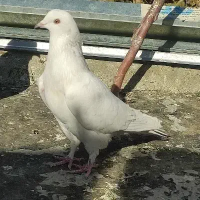 سفید گم شده|پرنده|نهاوند, |دیوار