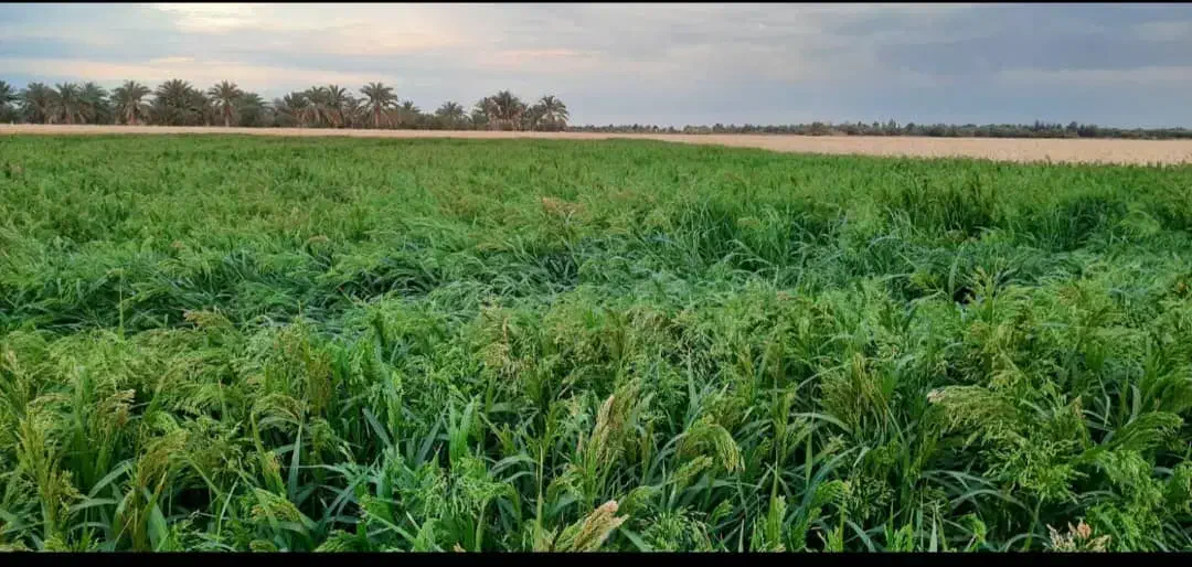 اجاره ۱۰ هکتار زمین کشاورزی آب شیرین هندوانه|اجارهٔ دفتر صنعتی، کشاورزی، تجاری|ایرانشهر, |دیوار