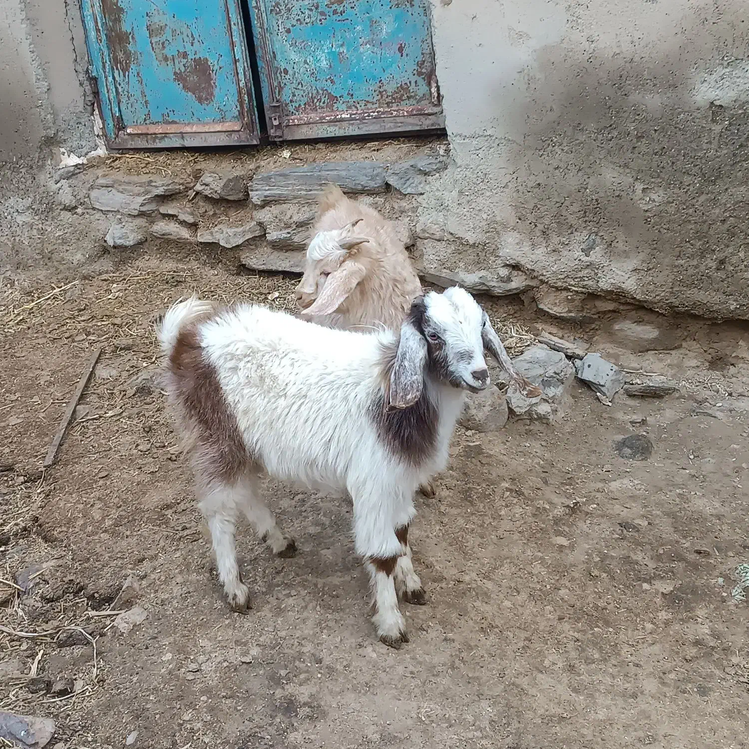 2راس بزغاله نر ماده نژاد دار|حیوانات مزرعه|همدان, |دیوار