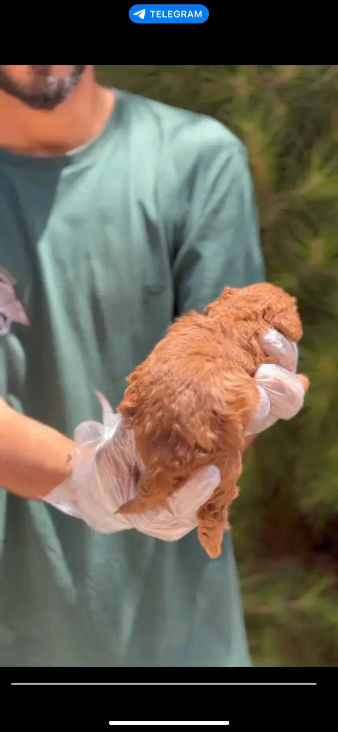 توی پودل دارک رد ( عروسکی ) نژاد اصیل|سگ|یزد, |دیوار