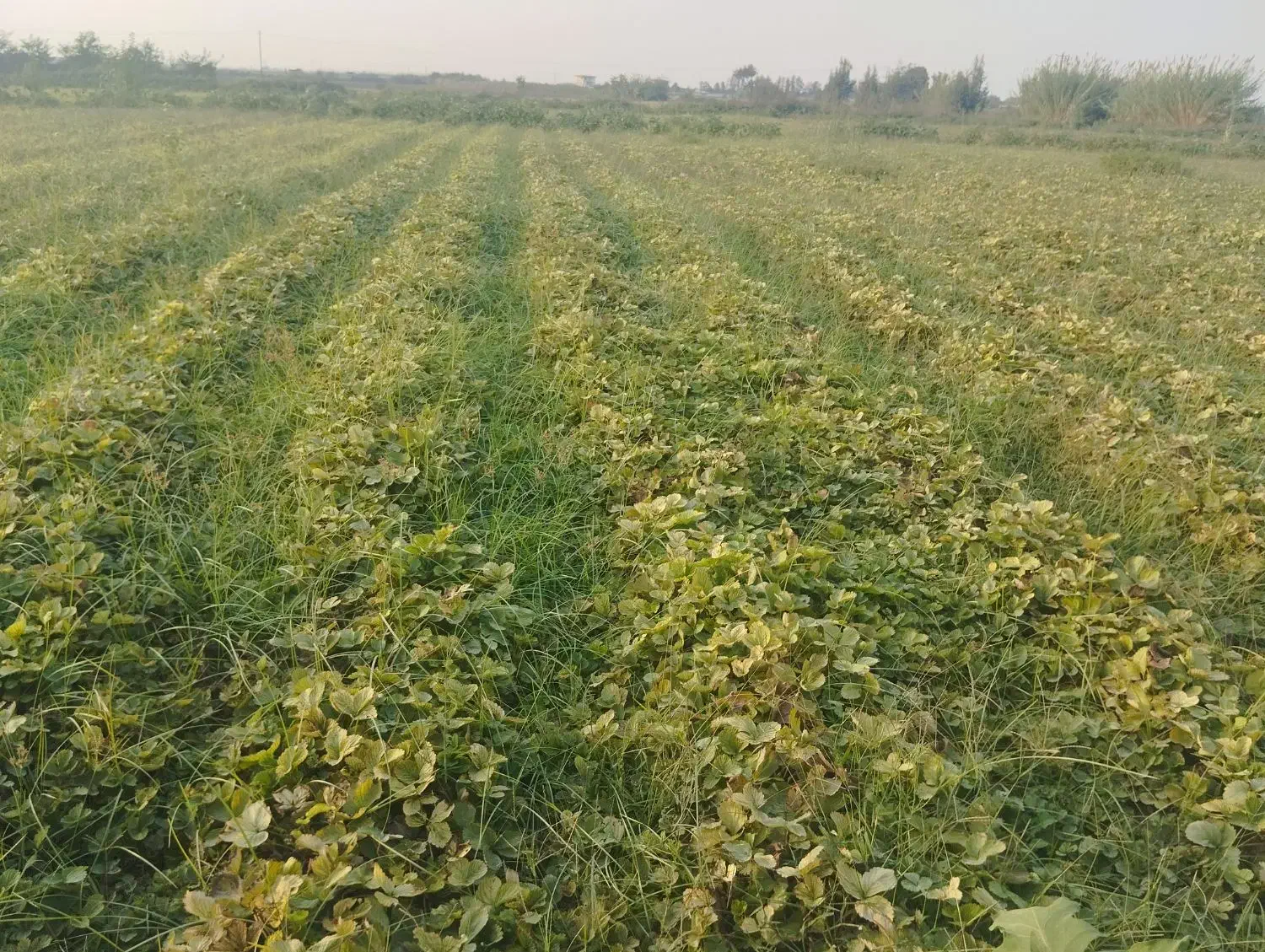نهال خان ببین|گل و گیاه طبیعی|خان ببین, |دیوار
