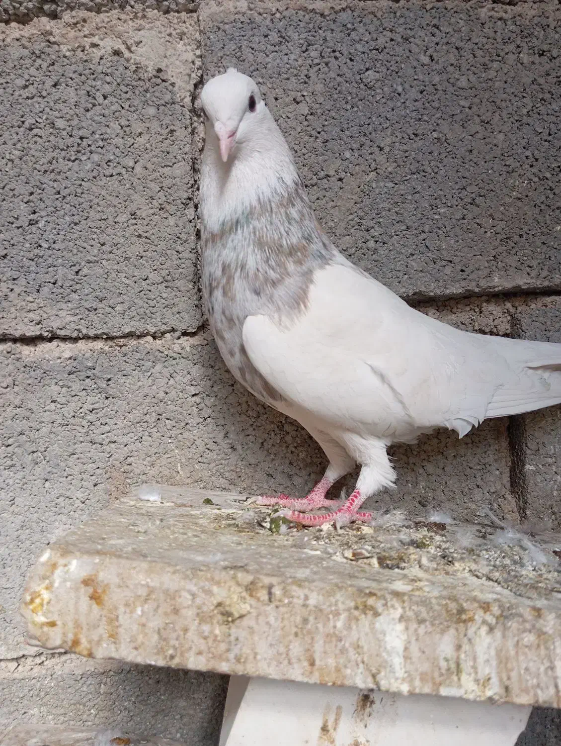 کبوتر طوقی|پرنده|یاسوج, |دیوار