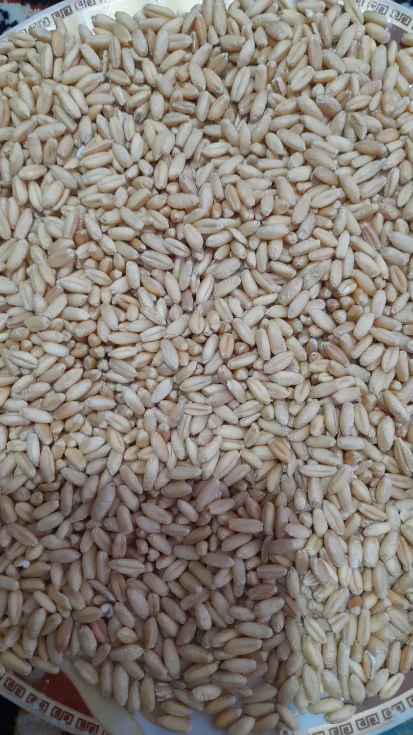 کندم آذر۲دیم|خدمات باغبانی و درختکاری|بروجرد, |دیوار