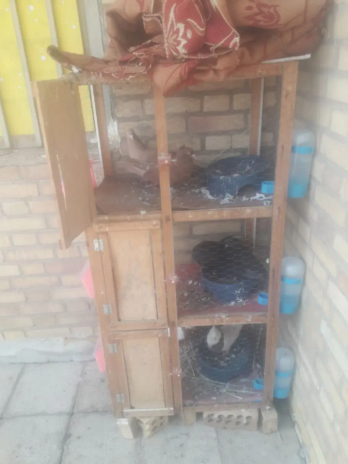 کبوتر رنگی|پرنده|سوسنگرد, |دیوار