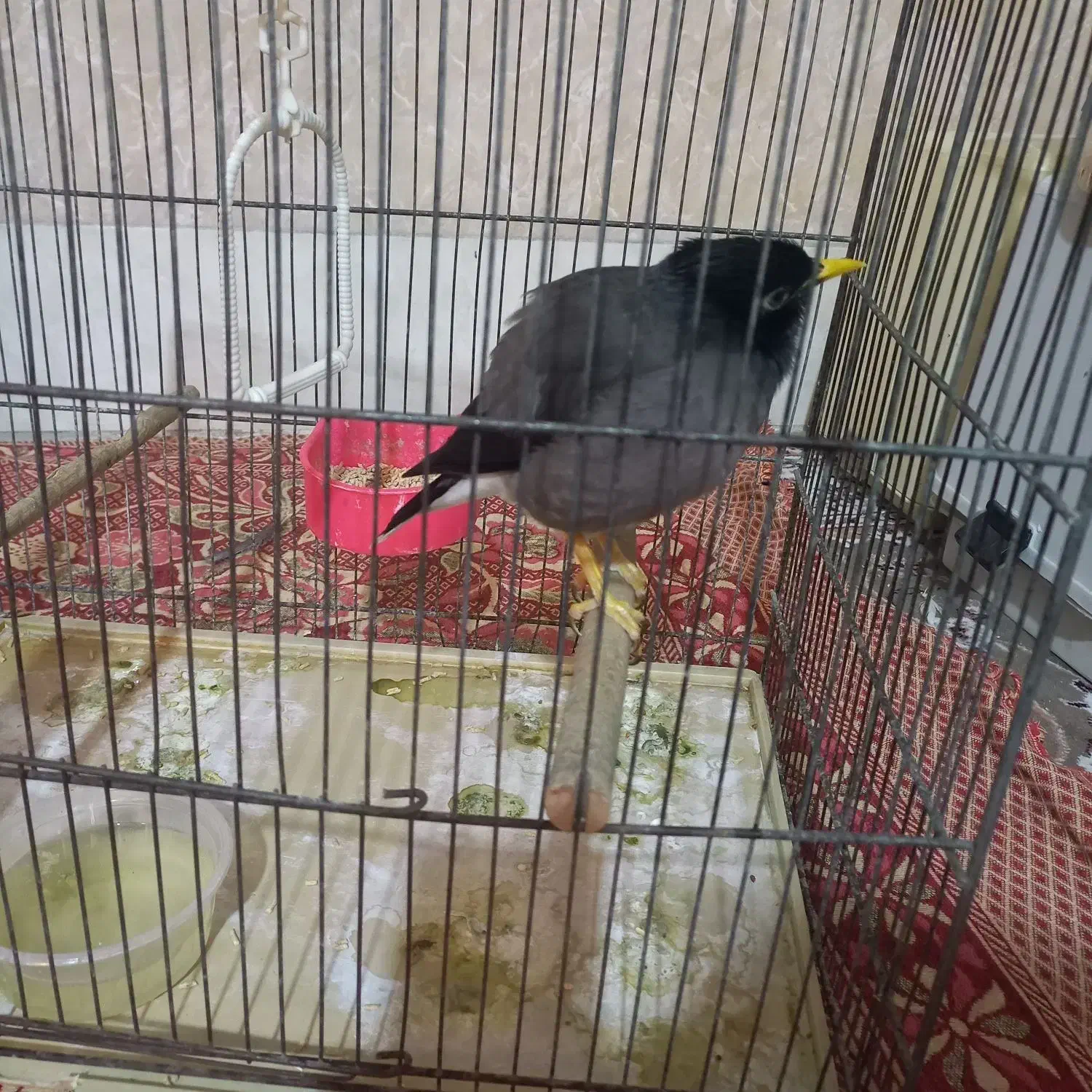 میناماده یکساله سالم وسرحال|پرنده|قم, آذر (نکویی)|دیوار