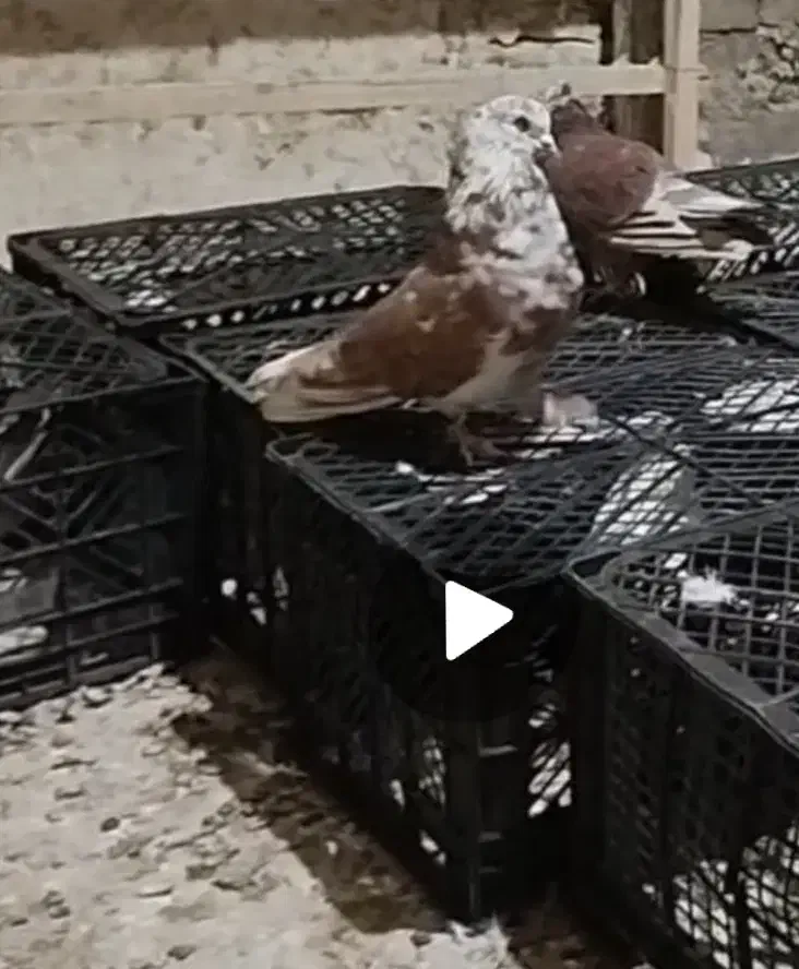 کبوتر|پرنده|گیان, |دیوار