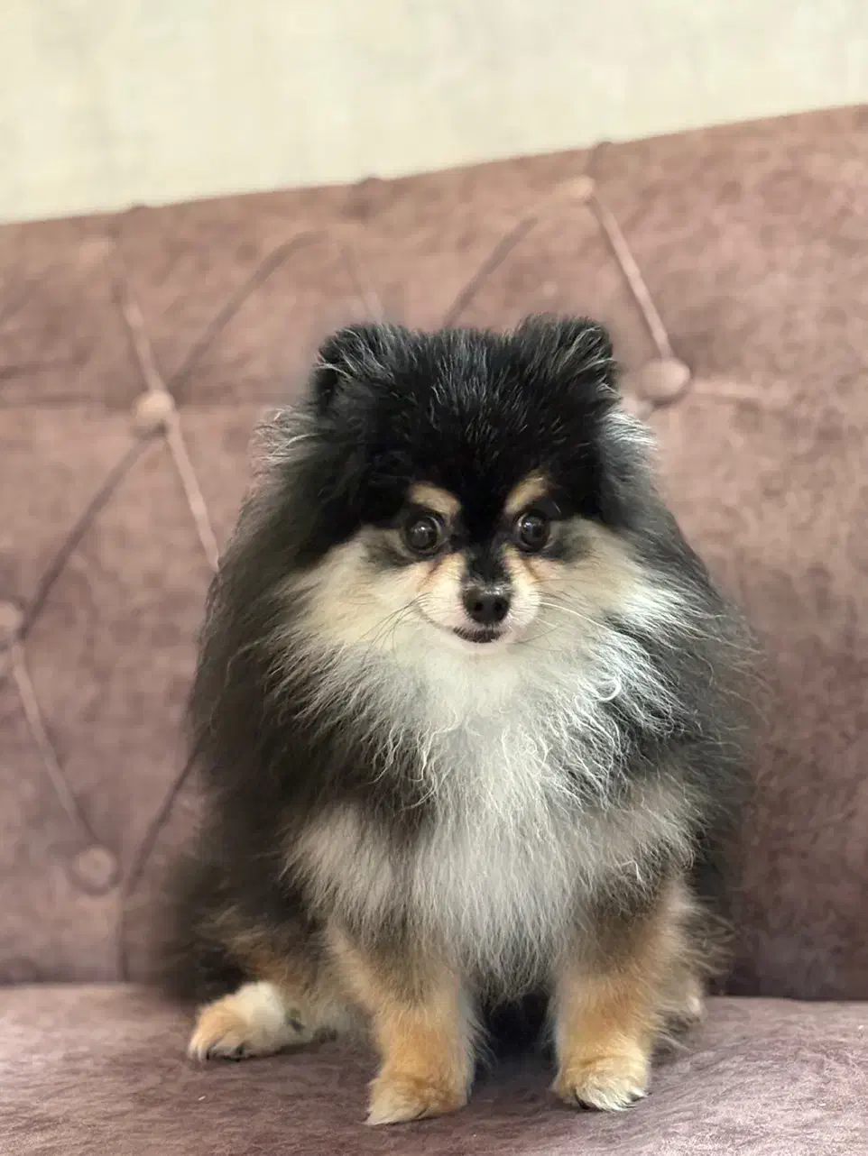 سگ  پامرانین|سگ|شیراز, کوشک میدان|دیوار