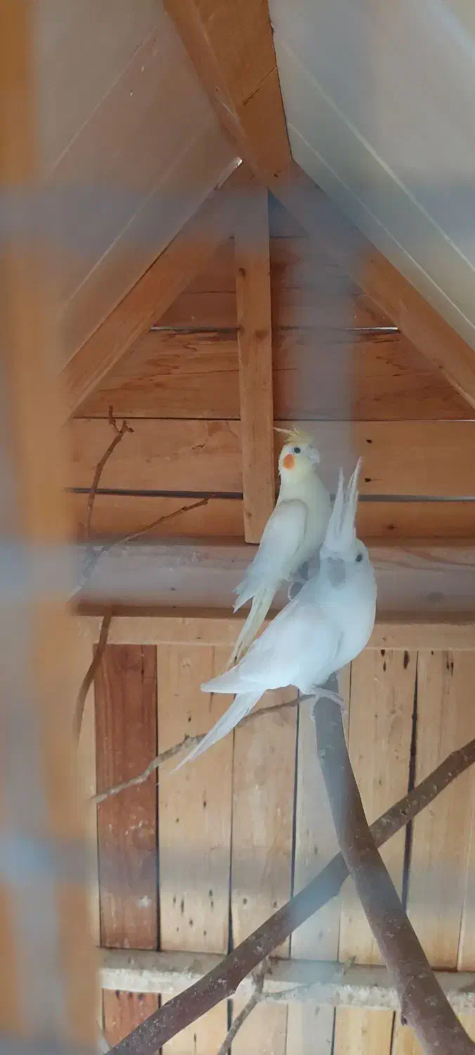 فروش عروس هلندی|پرنده|لامرد, |دیوار