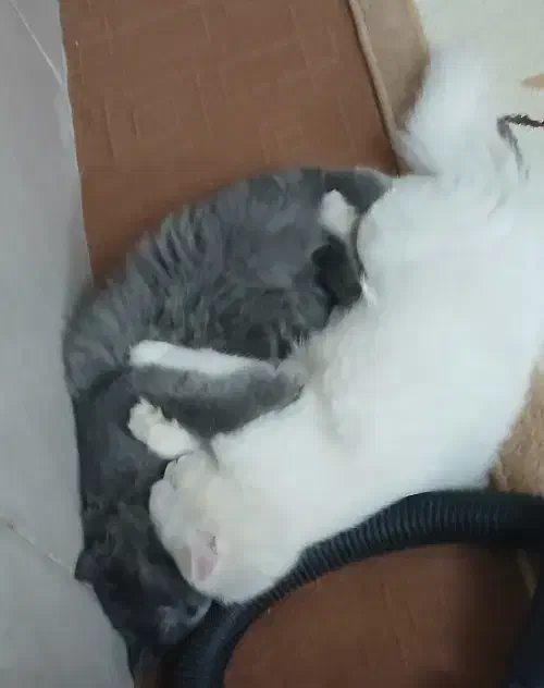 گربه برتیش|گربه|یزد, |دیوار