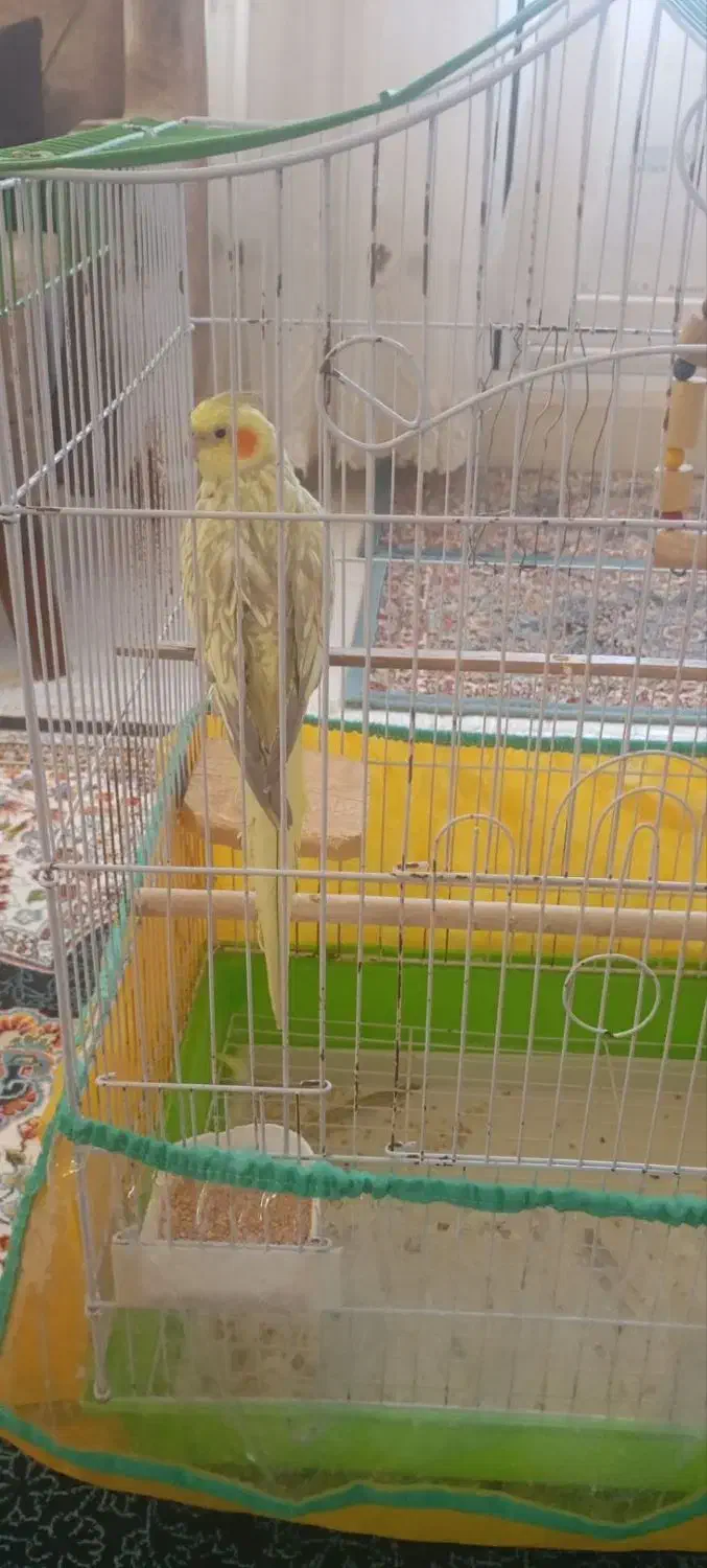 عروس هلندی نر|پرنده|گرمی, |دیوار