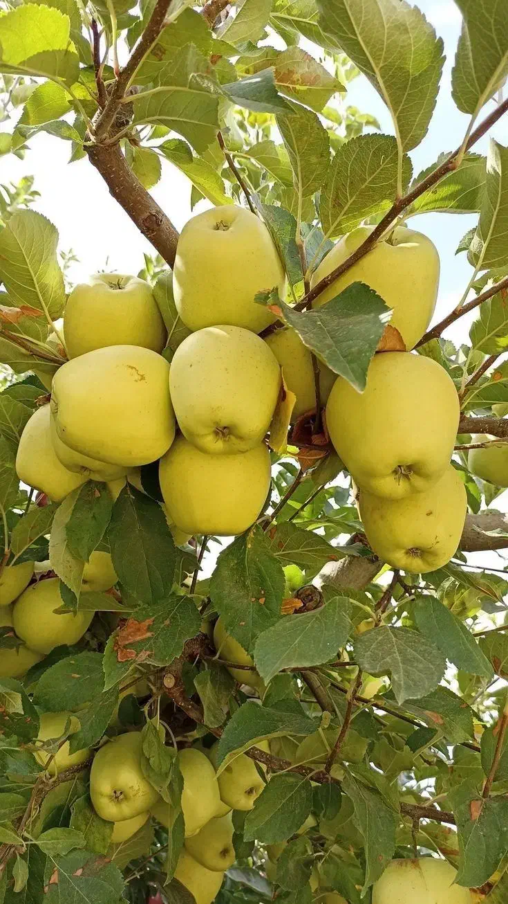 نهال های پایه رویشی اصلاح شده|خدمات باغبانی و درختکاری|کرمانشاه, |دیوار