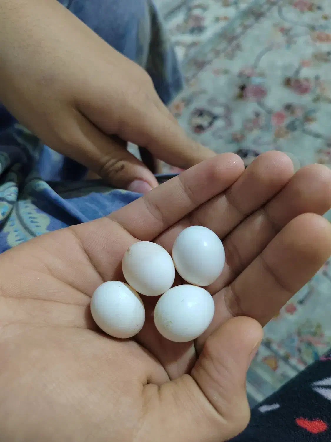 عروس هلندی جفت|پرنده|مشهد, یاس|دیوار