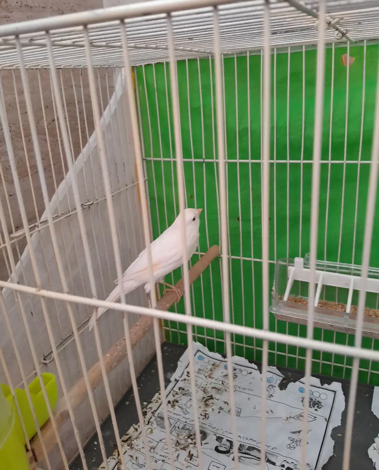 قناری نر. بدون قفس|پرنده|مشهد, رسالت|دیوار