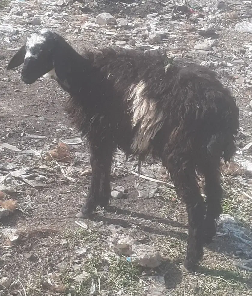 بره گوسفند افشاری|حیوانات مزرعه|مینودشت, |دیوار