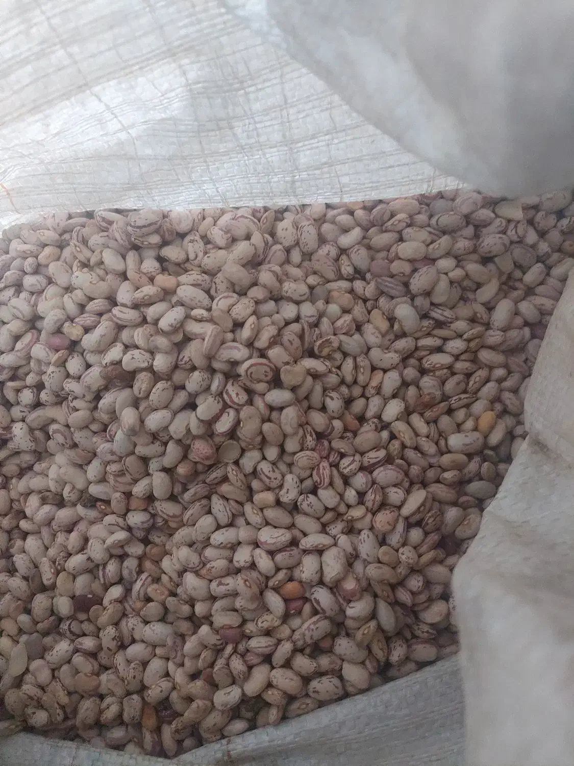 لوبیا چیتی پاکوتاه 270|حراج|مریوان, |دیوار