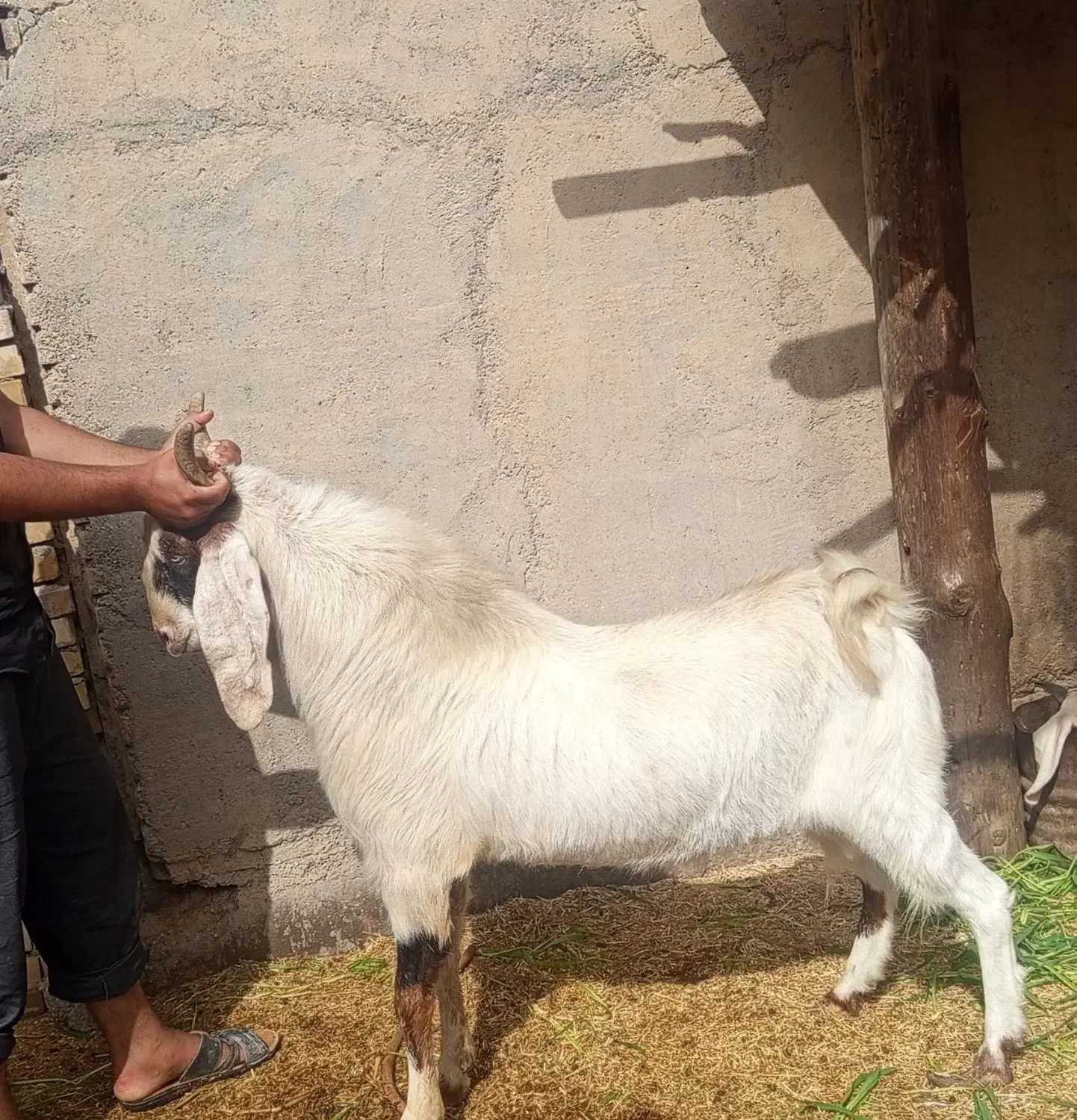 بز نر|حیوانات مزرعه|اهواز, زرگان|دیوار