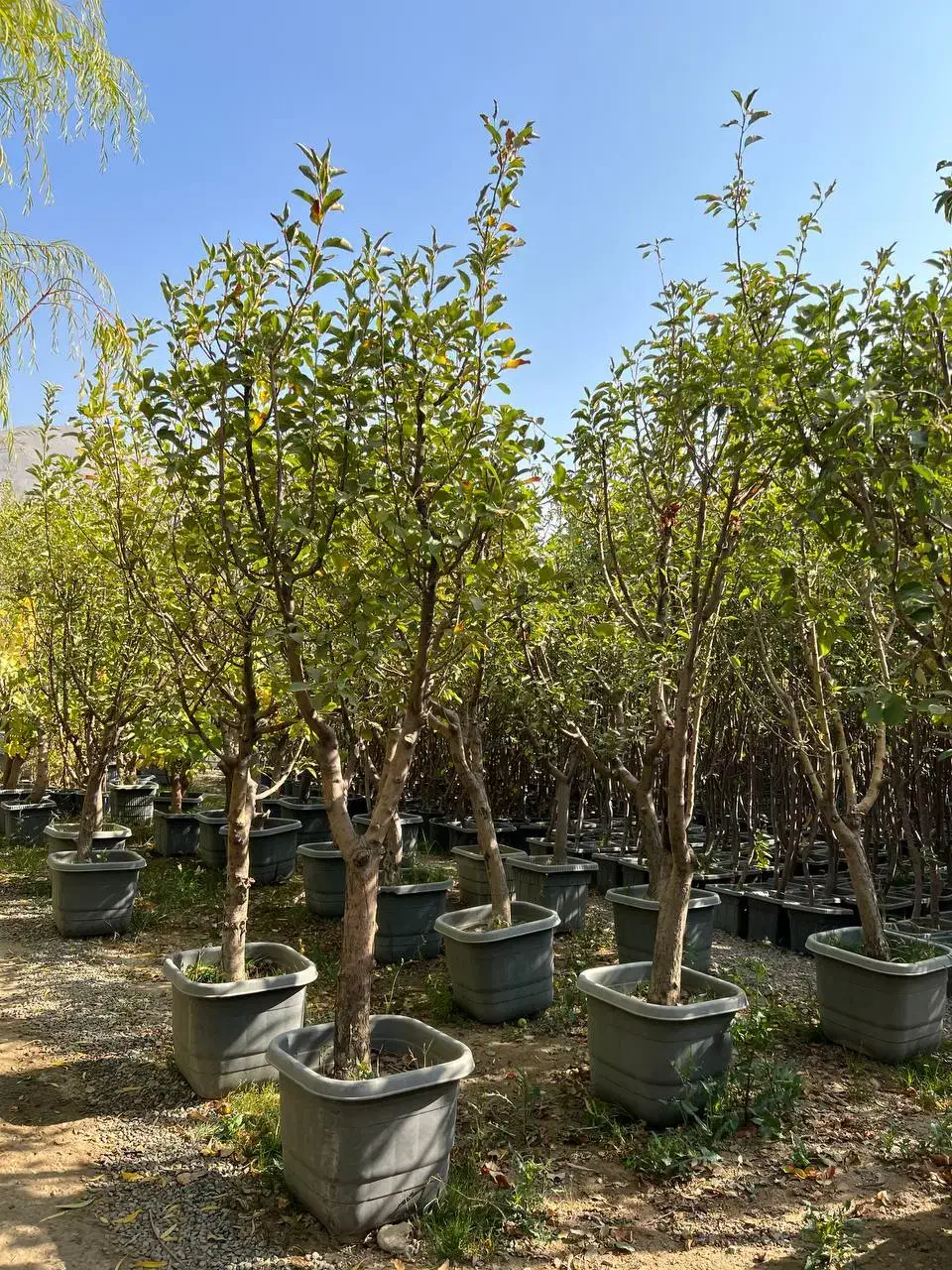 نهال|گل و گیاه طبیعی|موچش, |دیوار