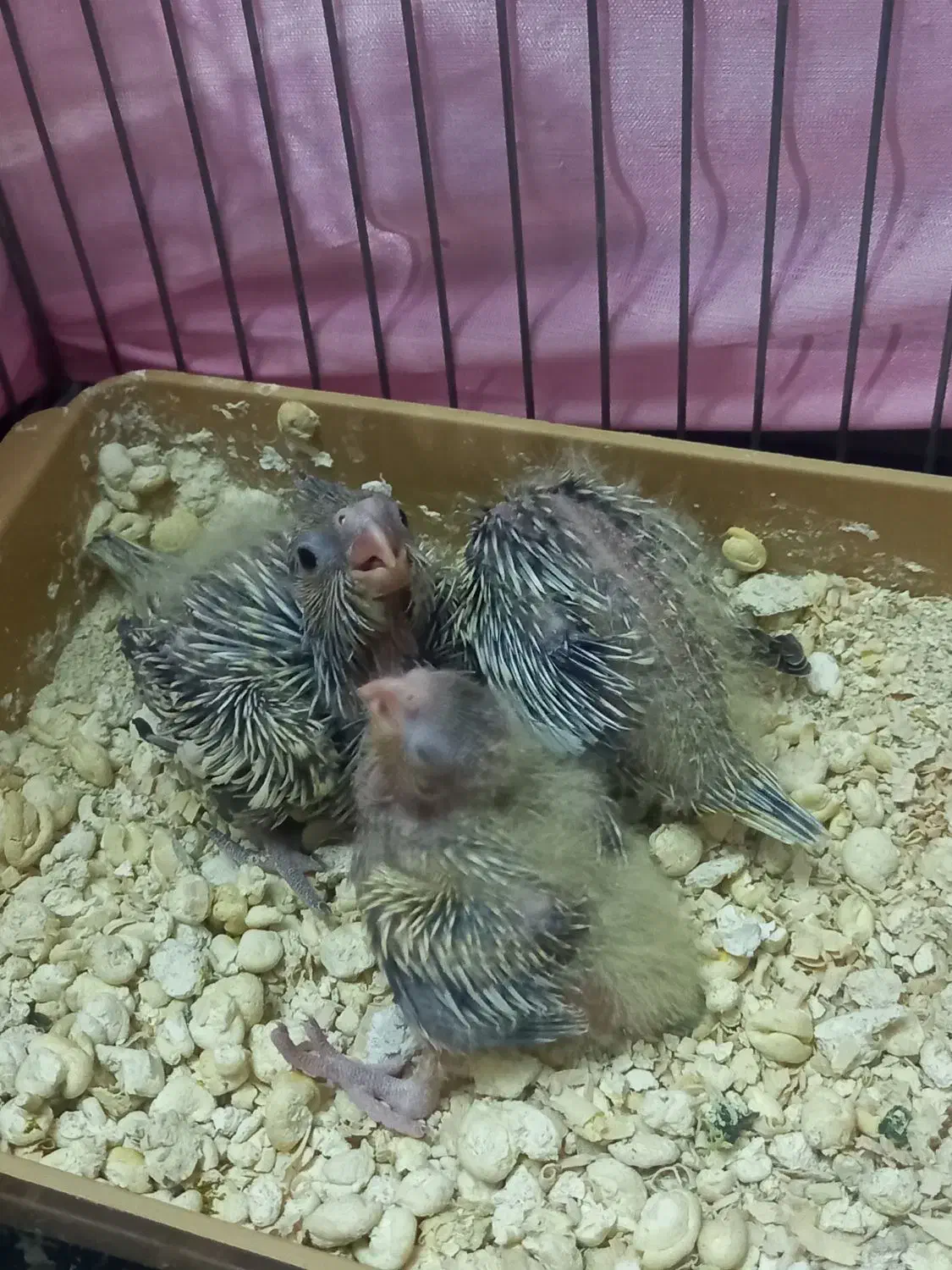 3 عدد عروس هلندی سرلاکی|پرنده|گلستان (تهران), |دیوار