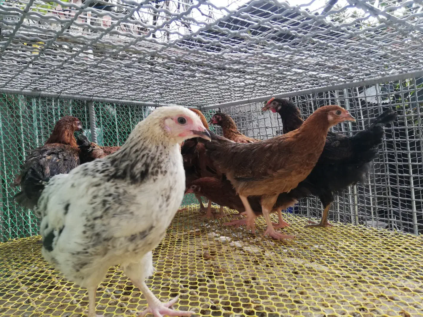 جوجه|حیوانات مزرعه|شیرگاه, |دیوار