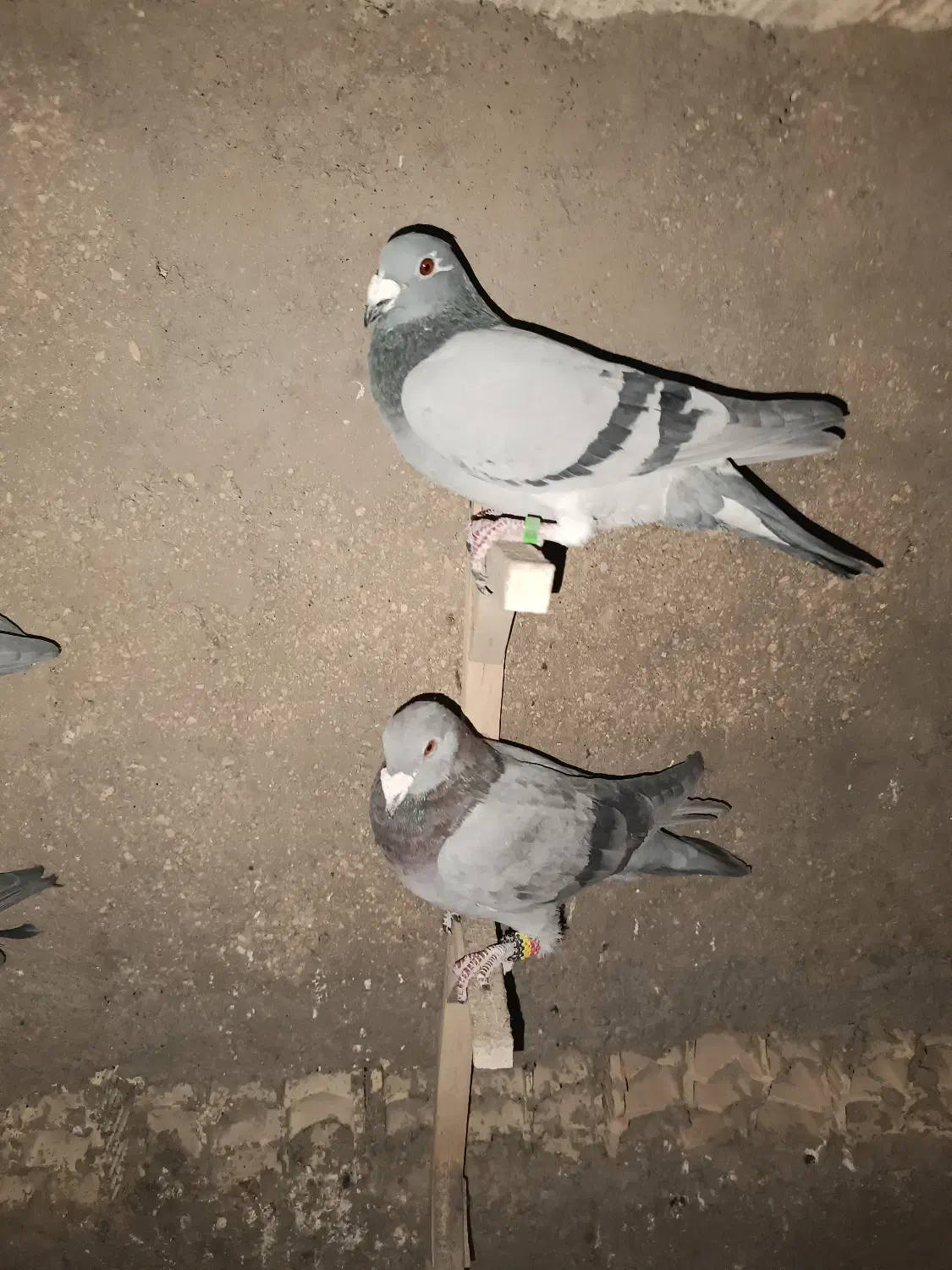 کبوتر پلاکی|پرنده|سپیدان, |دیوار