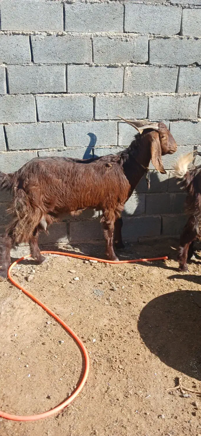 تعدادسه عددبززاییده بفروش میرسد|حیوانات مزرعه|تربت جام, عیدی آباد|دیوار