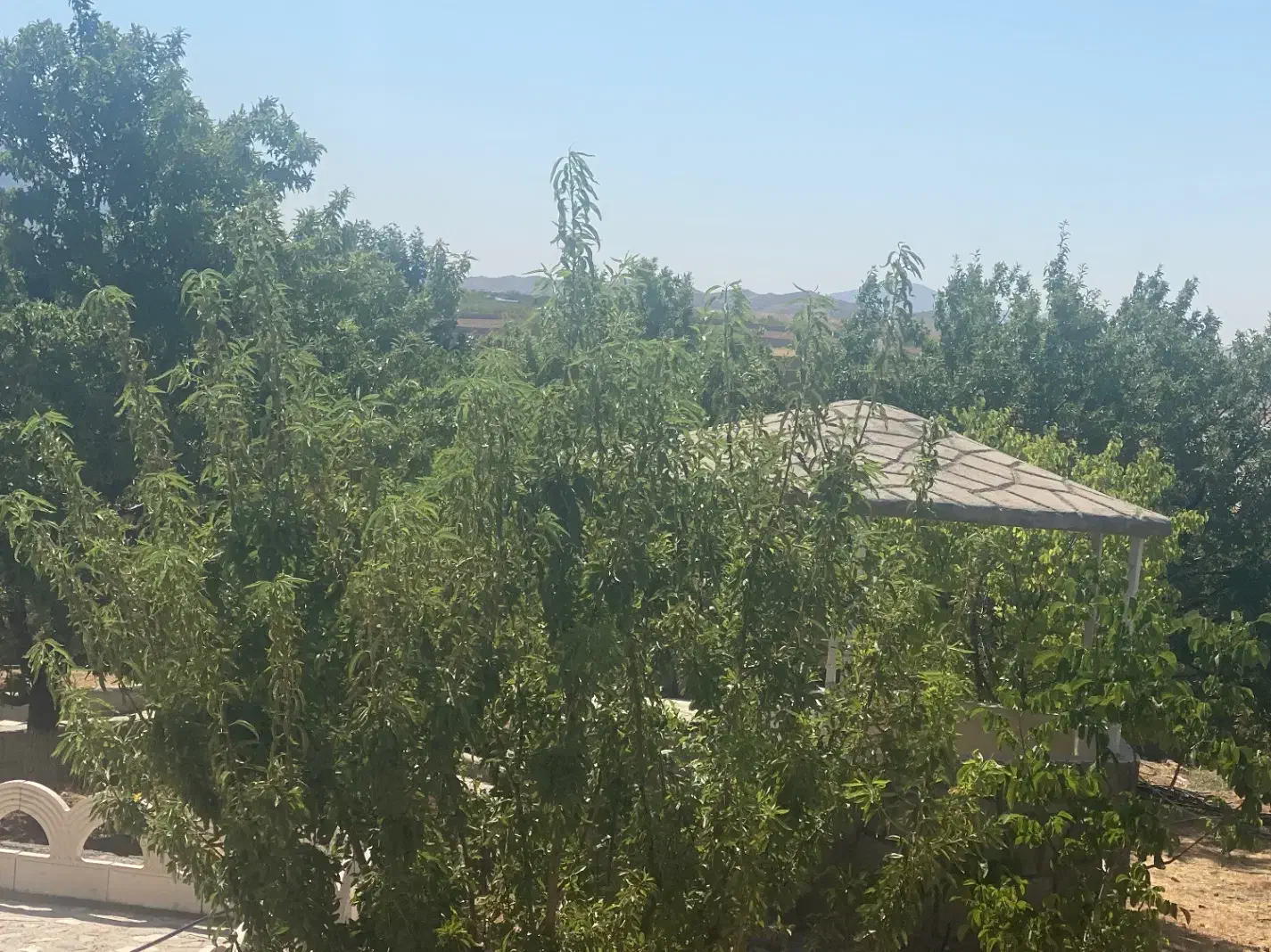 باغ شهری سنددار با ۱۳۰ متر بنا کودیان|فروش خانه و ویلا|شیراز, قلات|دیوار