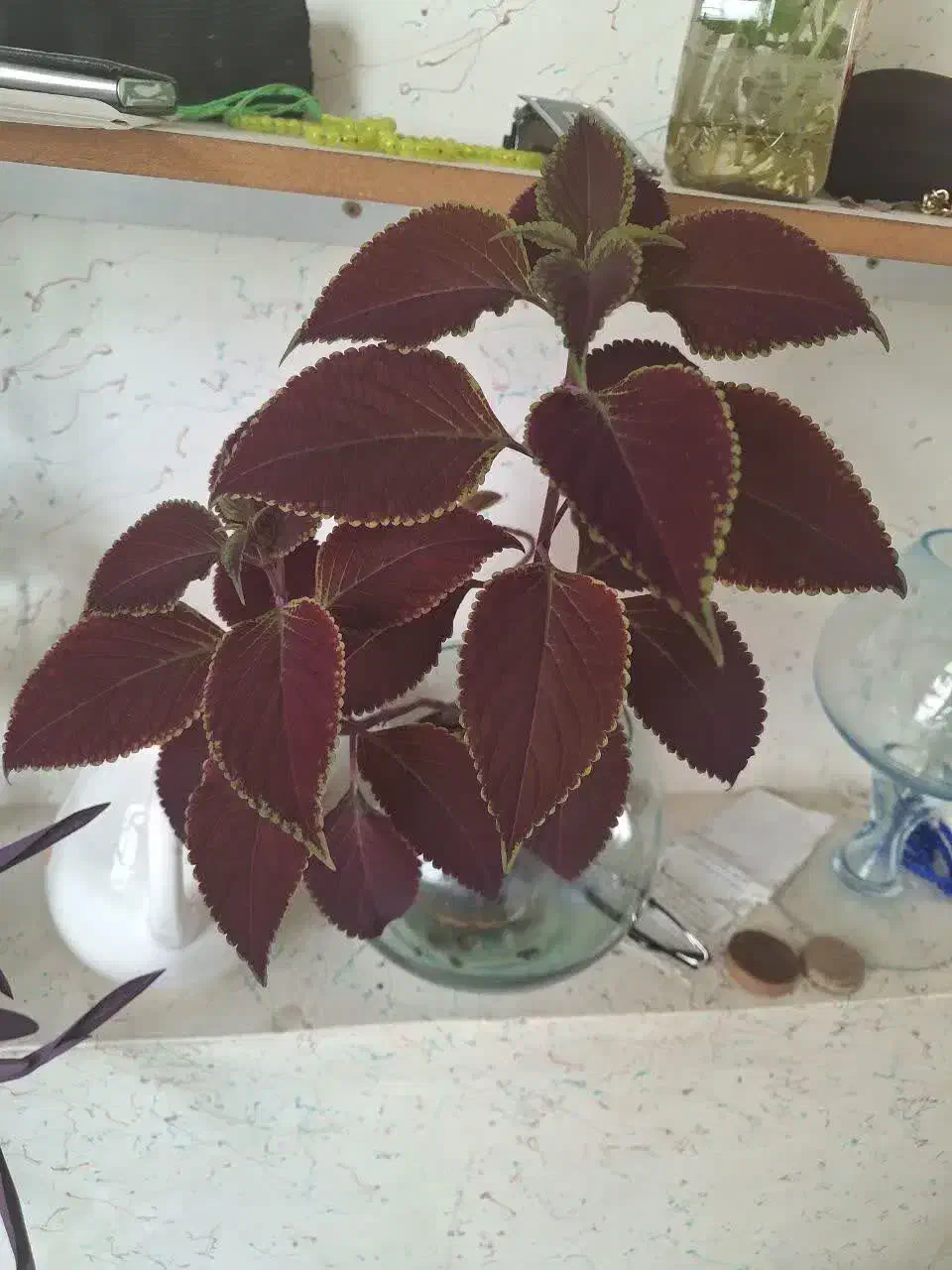 گل طبیعی|گل و گیاه طبیعی|شهرکرد, |دیوار